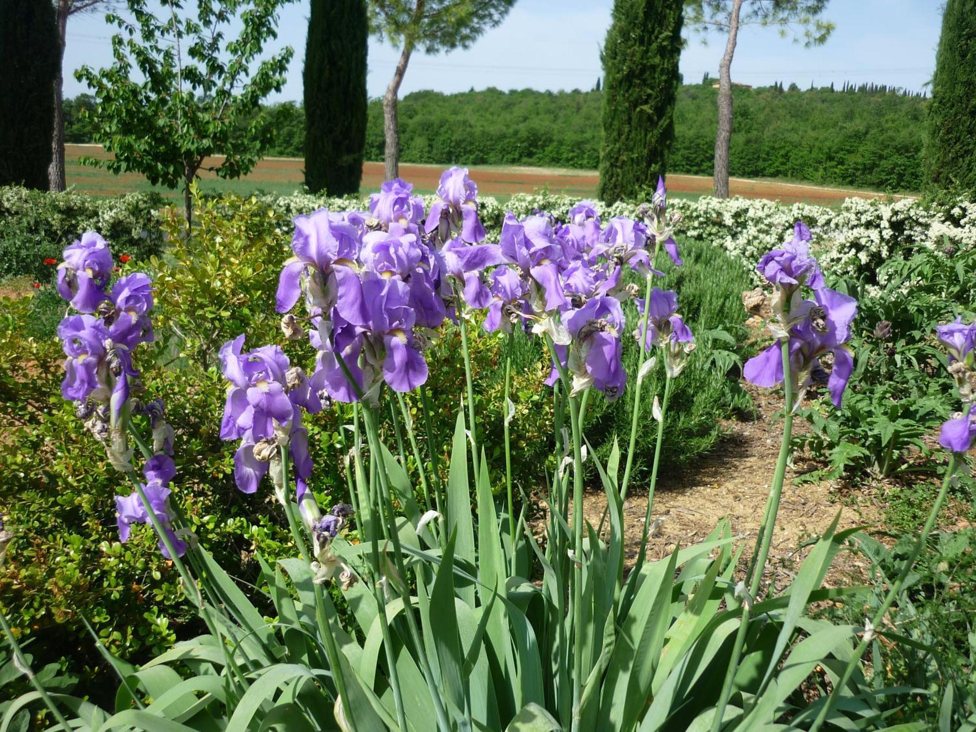 Villa Fattoria Agriturismo Nerbona à Casole dʼElsa Extérieur photo