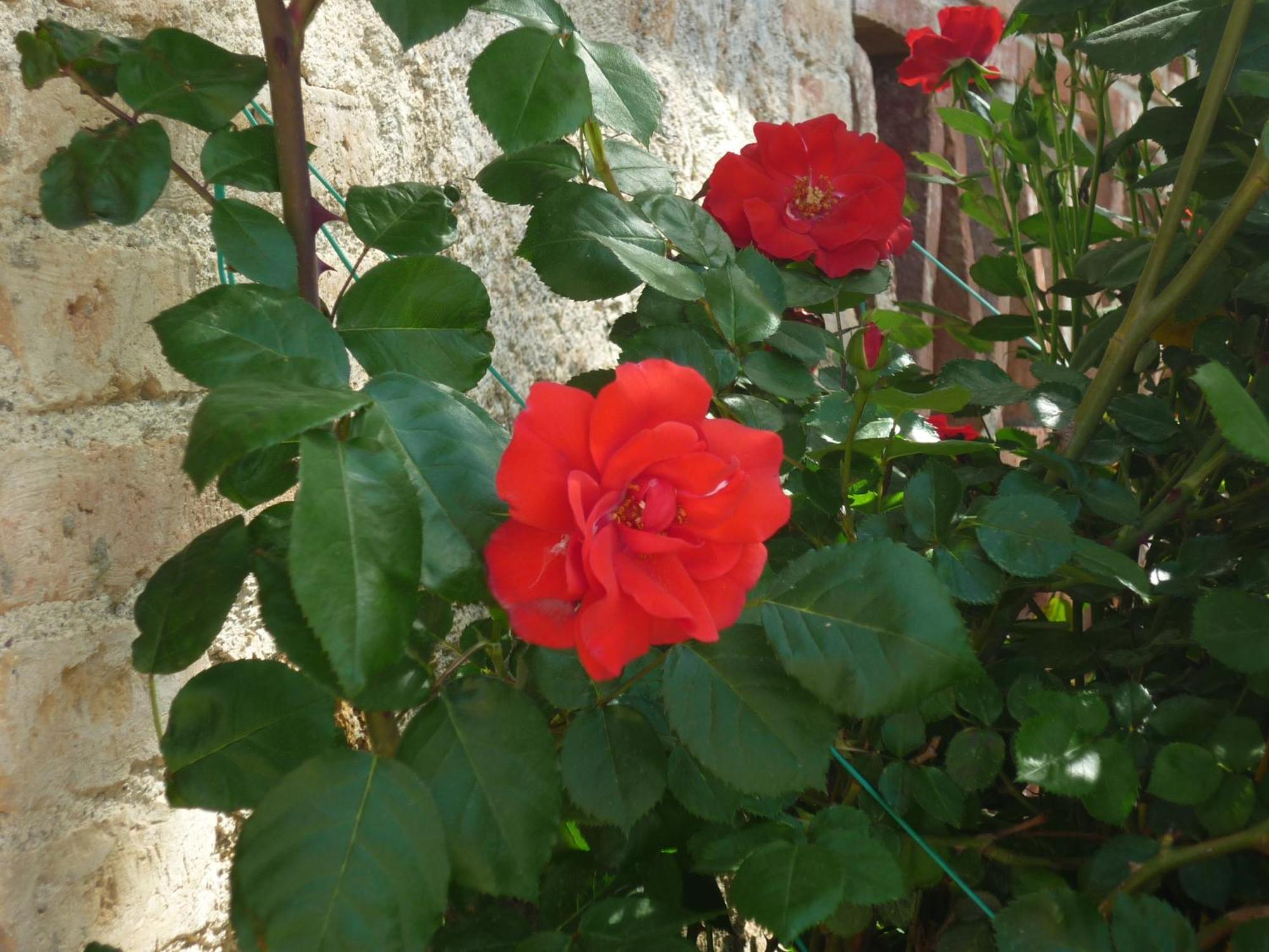 Villa Fattoria Agriturismo Nerbona à Casole dʼElsa Extérieur photo